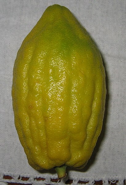 File:Etrog without Pitom.jpg