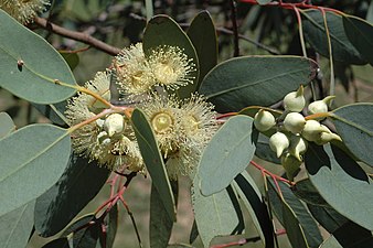 leaves, flower buds and flowers Eucalyptus oldfieldii buds.jpg