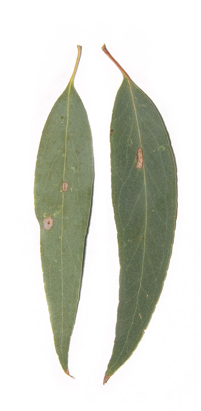 Eucalyptus radiata — Wikipédia