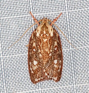 <i>Euchaetis metallota</i> Species of moth