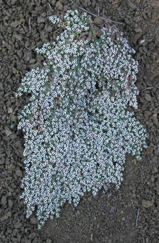 <i>Euphorbia polycarpa</i> Species of flowering plant