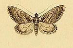 Thumbnail for Eupithecia scopariata