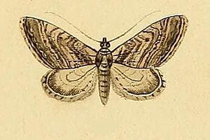 Eupithecia scopariata.JPG
