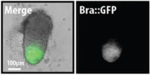 An example of a Gastruloid formed from Brachyury::GFP mouse ESCs, treated with a pulse of the Wnt/b-Catenin agonist CHIR99021 between 48 and 72h and imaged by wide-field fluorescence microscopy at 120h. Notice the polarised expression of Brachyury::GFP (Bra) at the elongating tip of the Gastruloid. Image from van den Brink et al. (2014), used with CC-BY licence. Example of a Gastruloid.png