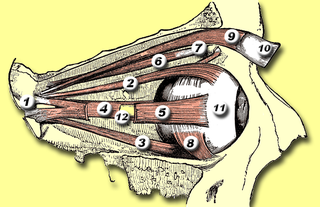 <span class="mw-page-title-main">Medial rectus muscle</span> Extraocular muscle that rotates the eye medially