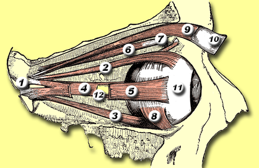 De oogspieren bij de mens 1. Anulus tendineus communis 2. M. rectus superior 3. M. rectus inferior 4. M. rectus medialis 5. M. rectus lateralis 6. M. obliquus superior 7. Trochlea 8. M. obliquus inferior 9. M. levator palpebrae superioris 10. Bovenste ooglid 11. Oogbol 12. N. opticus