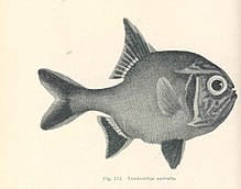 FMIB 45621 Trachichthys australis.jpeg