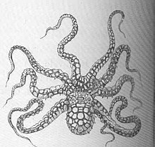 FMIB 50390 Octopus horridus (D'Orbigny).jpeg