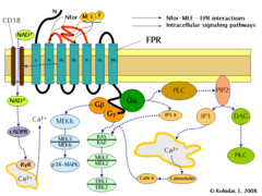 FPR-pathway.png