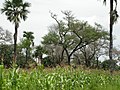 Faidherbia albida (Acacia albida)