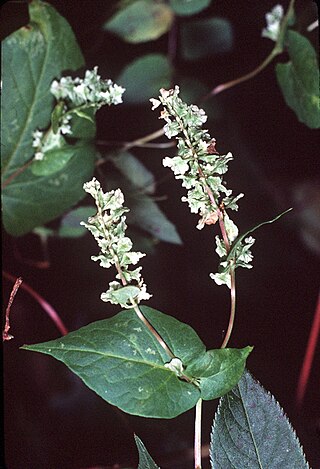 <i>Fallopia scandens</i> Species of flowering plant in the knotweed family Polygonaceae