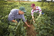 Rockingham County in the Shenandoah Valley accounts for twenty percent of Virginia's agricultural sales as of 2017
, with the valley as a whole being the state's most productive region. Farmers in Rockingham County, Virginia.jpg