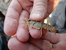 Faxonius lancifer Shrimp Crayfish.jpg