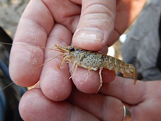 <i>Faxonius lancifer</i> Species of crayfish