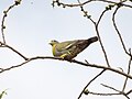 Female Yellow-Footed Green Pigeon on a Tree.jpg