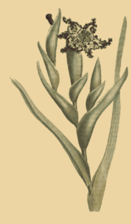 <i>Ferraria crispa</i> Species of flowering plant