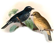 Damar flycatcher; 1901 illustration by John Gerrard Keulemans