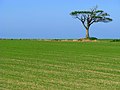 Field and tree near Bangor - geograph.org.uk - 803178.jpg