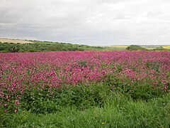 Field of red campion - geograph.org.uk - 4500414.jpg