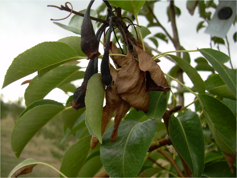 File:Fire blight (Erwinia amylovora) of pear.png