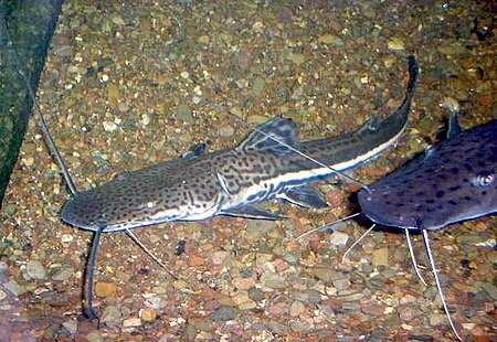 Sorubimichthys_planiceps