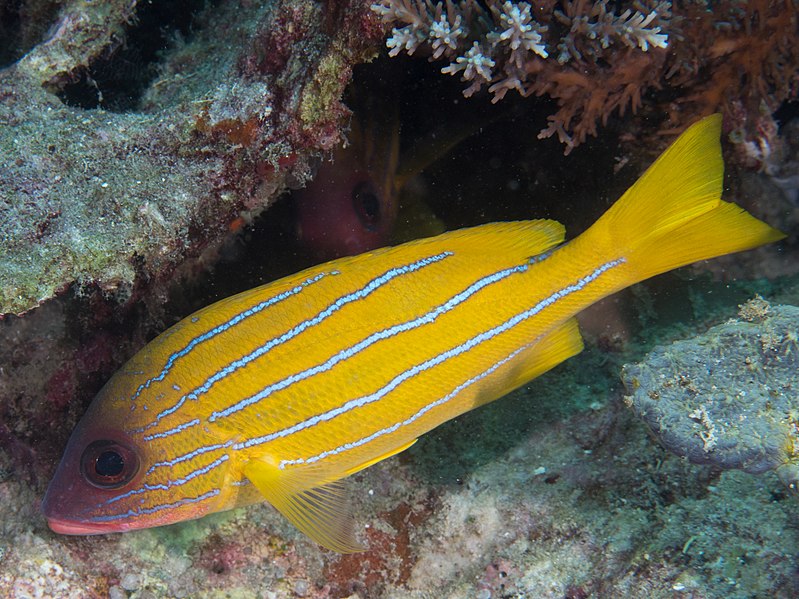 File:Five-lined snapper (Lutjanus quinquelineatus) (46863118701).jpg