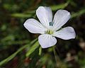 Miniatura per Linum bienne