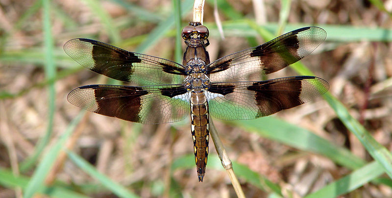 File:Flickr - Furryscaly - Common Whitetail.jpg