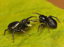 Heliophanus sp. Flickr - Lukjonis - Jumping spiders - Heliophanus sp. (Fight).jpg