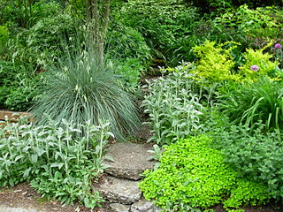 File:Flickr - brewbooks - Our Garden (27).jpg - Wikimedia Commons