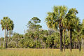 Flickr - ggallice - Near lower Suwannee.jpg