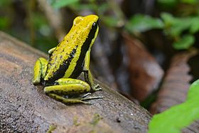 Flickr - ggallice - Pleasing poison frog.jpg