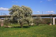 Deutsch: Landschftsschutzgebiet Auenverbund Fulda rund um die Fliede bei Eichenzell-Kerzell, Streuobstbäume in der Nähe