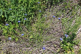 Cornflower