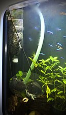 Substrate (aquarium) - Wikipedia