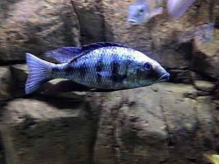 <i>Fossorochromis rostratus</i> Species of fish