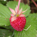 Fragaria vesca fruit 2005-03-24.jpg