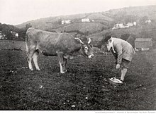 Photographie représentant Francis Jammes dans un pré, se baissant pour ramasser un panier en osier, à côté d'une vache.