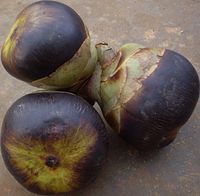 糖棕 Doub palm fruit