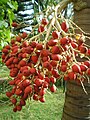 Fruits of a Dwarf Royal Palm or Christmas Palm (Adonidia merrillii) photographed in Ghana