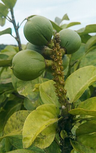 <i>Caryodendron orinocense</i> Species of tree