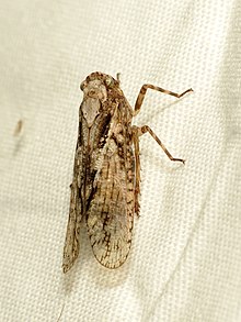 Fulgorid Planthopper (37925645866).jpg