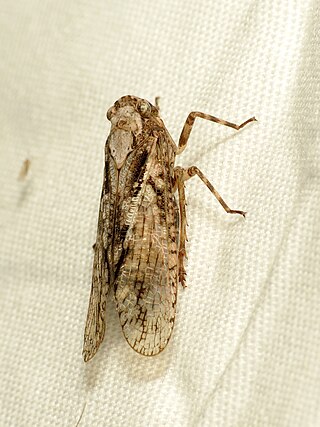 <i>Scaralina</i> Genus of planthoppers