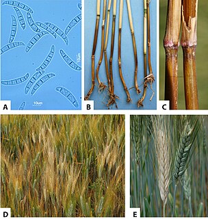 <i>Fusarium culmorum</i> Fungal disease, head blight of wheat