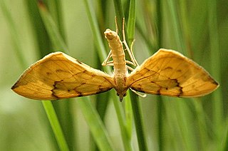 <span class="mw-page-title-main">Barred straw</span> Species of moth