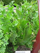 Foliage of the horseradish plant Gardenology.org-IMG 2788 rbgs11jan.jpg