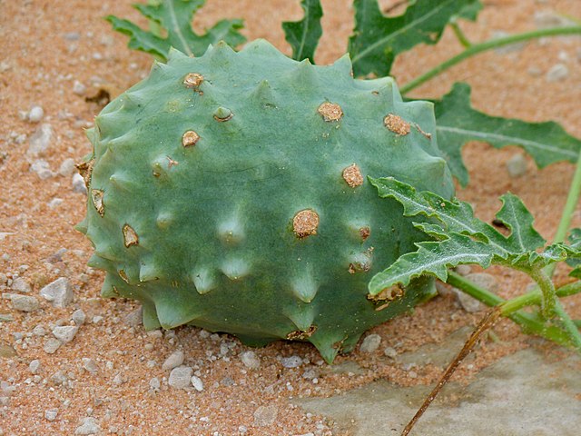 Gemsbok cucumber, image from Wikimedia Commons