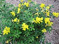 Genista cultivars 'Porlock'