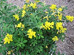 Genista 'Porlock' 01.jpg