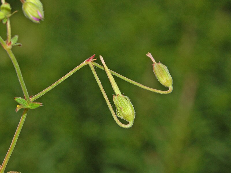 File:Geraniaceae - Geranium pyrenaicum, Parque des Ecrins, France 3.jpg